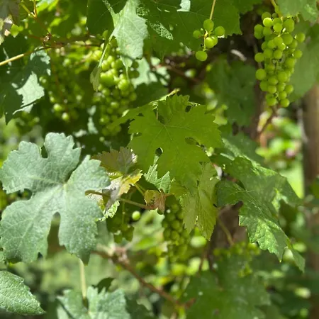 Lakeview Swiss With Hot Tub Near Interlaken